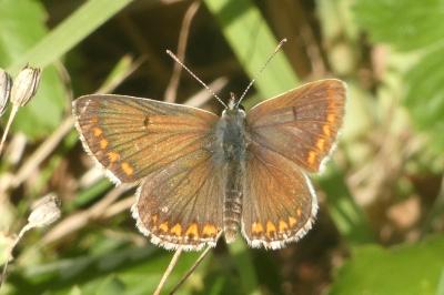 <i>Aricia agestis</i>