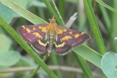<i>Pyrausta purpuralis</i>