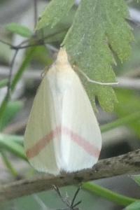 Rhodometra sacraria