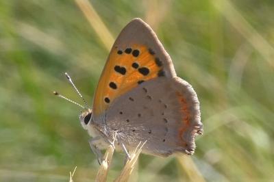<i>Lycaena phlaeas</i>
