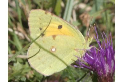 <i>Colias crocea</i>