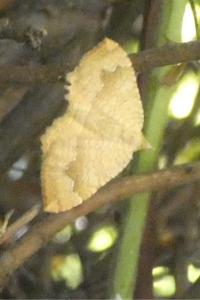 <i>Camptogramma bilineata</i>