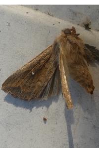 <i>Mythimna albipuncta</i>