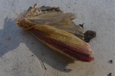 <i>Oncocera semirubella</i>