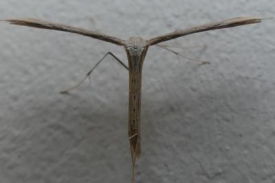 <i>Emmelina argoteles/monodactyla</i>