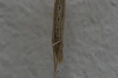 <i>Emmelina argoteles/monodactyla</i>