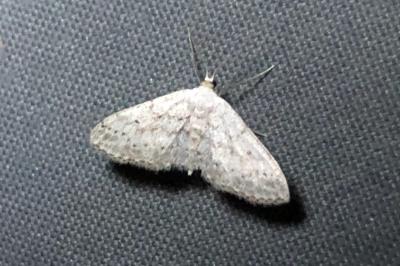 <i>Idaea seriata</i>