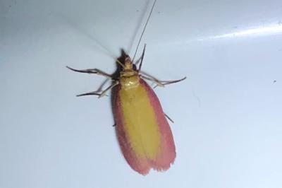 <i>Oncocera semirubella</i>