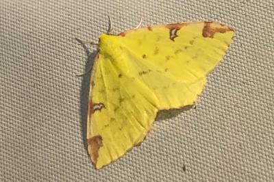 <i>Opisthograptis luteolata</i>