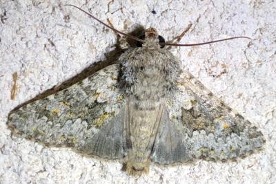 <i>Hecatera dysodea</i>