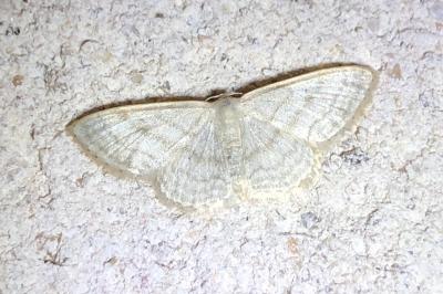<i>Scopula floslactata</i>
