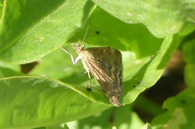 <i>Pyrausta despicata</i>