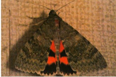 <i>Catocala elocata</i>