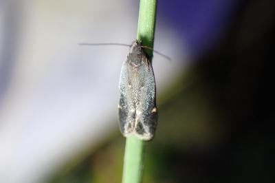 <i>Aproaerema anthyllidella</i>