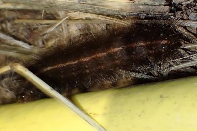<i>Spilosoma lubricipeda</i>