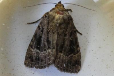 <i>Amphipyra pyramidea</i>