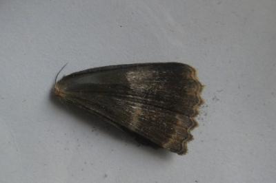<i>Mormo maura</i>