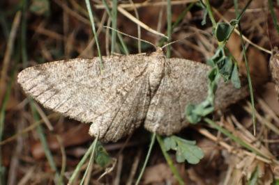 <i>Hypomecis punctinalis</i>