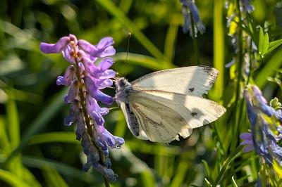 <i>Pieris napi</i>
