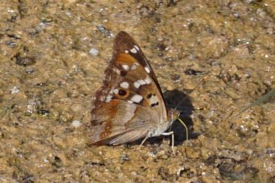 <i>Apatura ilia</i>