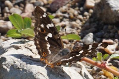 <i>Apatura ilia</i>