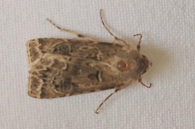 <i>Agrotis bigramma</i>