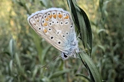 <i>Polyommatus icarus</i>