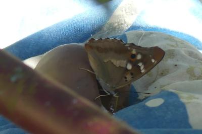 <i>Apatura ilia</i>