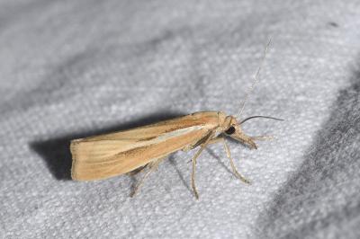<i>Agriphila tristella</i>