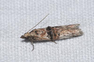 <i>Nephopterix angustella</i>