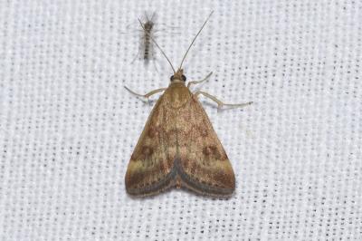 <i>Pyrausta despicata</i>