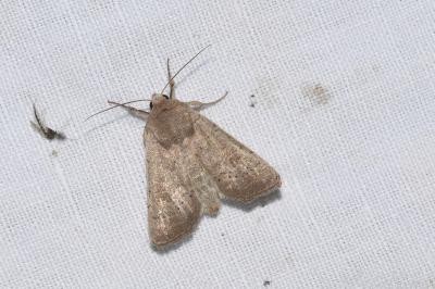 <i>Hoplodrina ambigua</i>