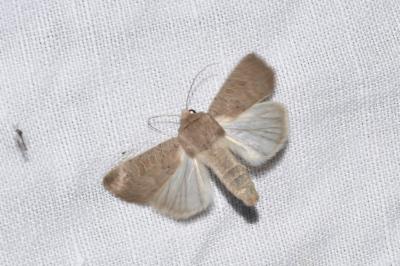 <i>Hoplodrina ambigua</i>