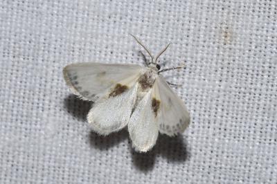 <i>Cilix glaucata</i>