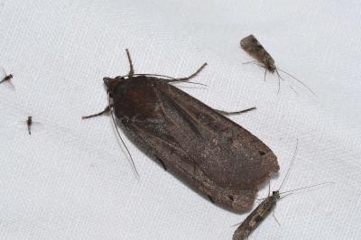 <i>Noctua pronuba</i>