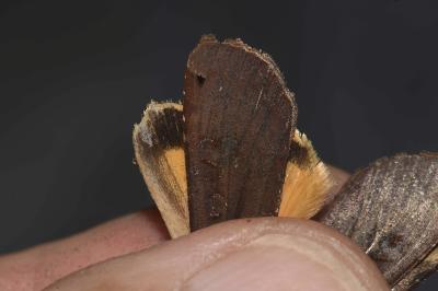 <i>Noctua pronuba</i>
