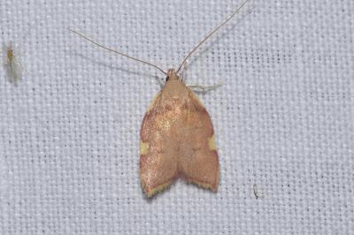<i>Carcina quercana</i>