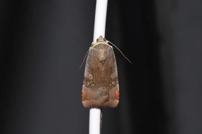 <i>Noctua janthe</i>