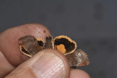 <i>Noctua janthe</i>