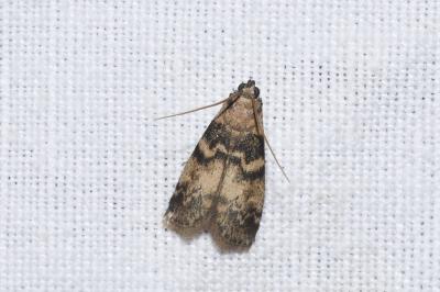 <i>Euzophera pinguis</i>
