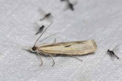 <i>Agriphila inquinatella</i>