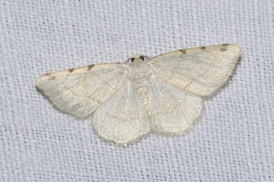 <i>Stegania trimaculata</i>