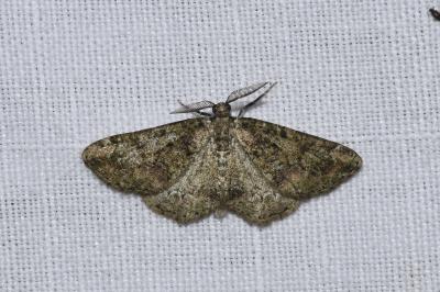 <i>Cleorodes lichenaria</i>