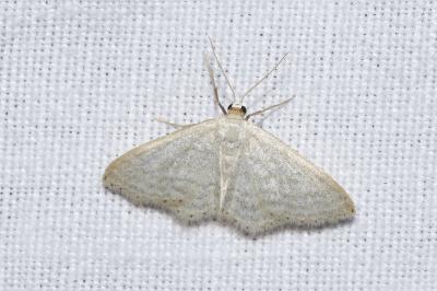 <i>Idaea subsericeata</i>