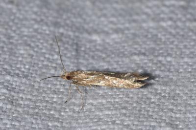<i>Pyroderces argyrogrammos</i>