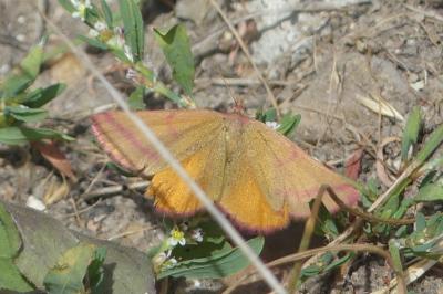 <i>Lythria purpuraria</i>