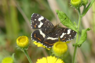 <i>Araschnia levana</i>