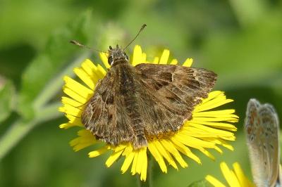<i>Carcharodus alceae</i>