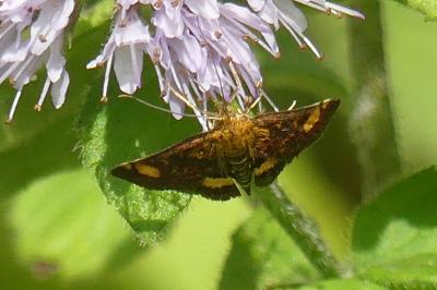 <i>Pyrausta aurata</i>