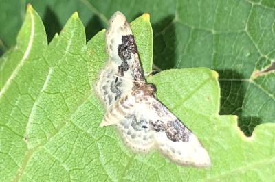 <i>Idaea rusticata</i>